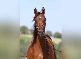 Arabian horses, Mare, 1 year, Brown