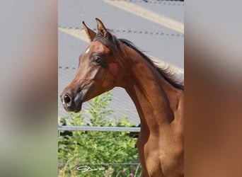 Arabian horses, Mare, 1 year, Brown