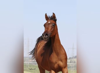 Arabian horses, Mare, 1 year, Brown