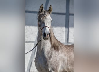 Arabian horses, Mare, 1 year, Can be white