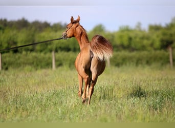 Arabian horses, Mare, 1 year, Chestnut-Red
