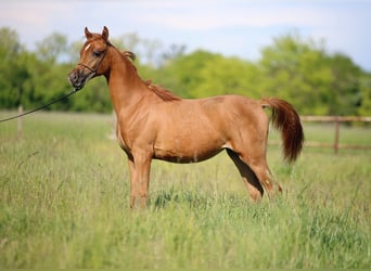 Arabian horses, Mare, 1 year, Chestnut-Red
