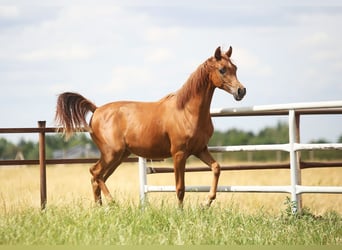 Arabian horses, Mare, 1 year, Chestnut-Red