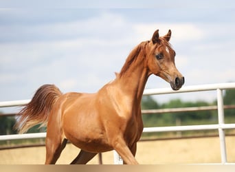 Arabian horses, Mare, 1 year, Chestnut-Red