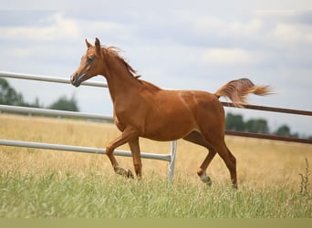 Arabian horses, Mare, 1 year, Chestnut-Red
