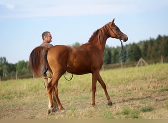 Arabian horses, Mare, 1 year, Chestnut-Red