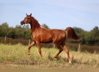 Arabian horses, Mare, 1 year, Chestnut-Red