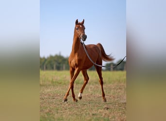 Arabian horses, Mare, 1 year, Chestnut-Red