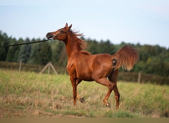 Arabian horses, Mare, 1 year, Chestnut-Red