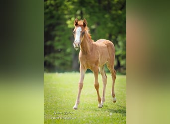 Arabian horses, Mare, 1 year, Chestnut-Red