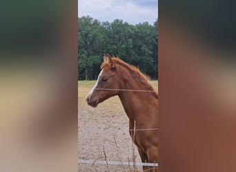 Arabian horses, Mare, 1 year, Chestnut-Red