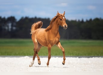 Arabian horses, Mare, 1 year, Chestnut-Red