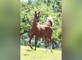 Arabian horses, Mare, 1 year, Chestnut-Red