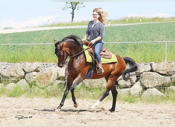 Arabian horses, Mare, 1 year, Chestnut-Red