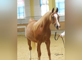 Arabian horses, Mare, 1 year, Chestnut-Red