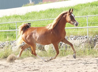 Arabian horses, Mare, 1 year, Chestnut-Red