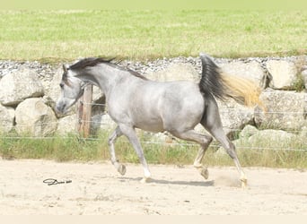 Arabian horses, Mare, 1 year