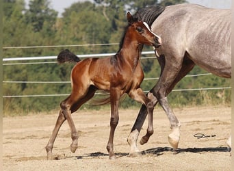 Arabian horses, Mare, 1 year