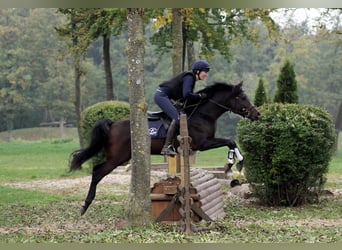 Arabian horses, Mare, 1 year