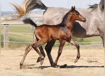 Arabian horses, Mare, 1 year