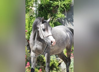 Arabian horses, Mare, 1 year