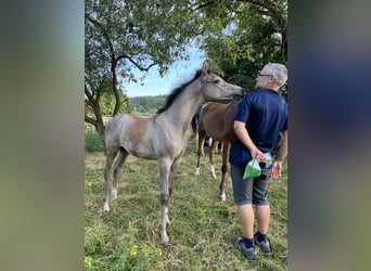 Arabian horses, Mare, 1 year, Gray