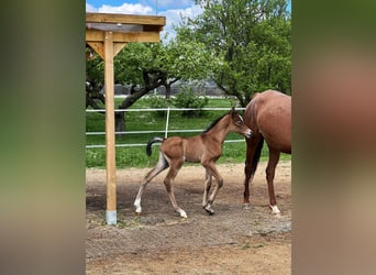 Arabian horses, Mare, 1 year, Gray