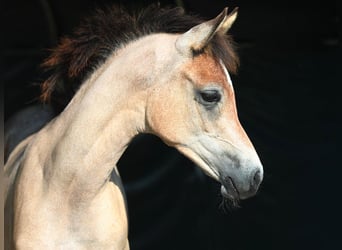 Arabian horses, Mare, 1 year, Gray