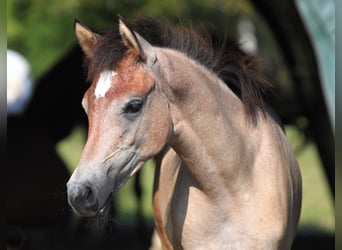 Arabian horses, Mare, 1 year, Gray