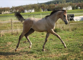 Arabian horses, Mare, 1 year, Gray