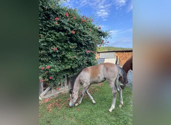 Arabian horses, Mare, 1 year, Gray