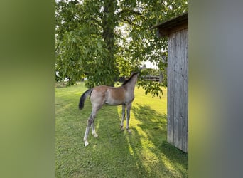 Arabian horses, Mare, 1 year, Gray