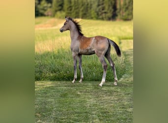 Arabian horses, Mare, 1 year, Gray