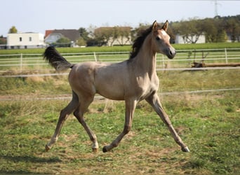 Arabian horses, Mare, 1 year, Gray