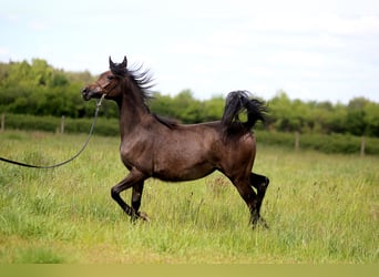 Arabian horses, Mare, 1 year, Gray