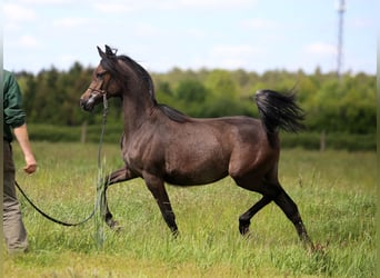 Arabian horses, Mare, 1 year, Gray