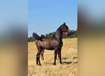 Arabian horses, Mare, 1 year, Gray