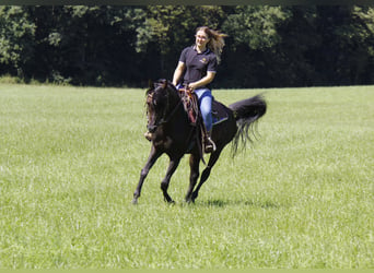 Arabian horses, Mare, 1 year, Gray