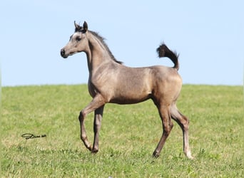 Arabian horses, Mare, 1 year, Gray