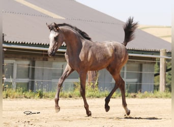 Arabian horses, Mare, 1 year, Gray