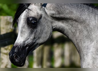 Arabian horses, Mare, 1 year, Gray