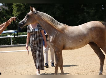 Arabian horses, Mare, 1 year, Grey