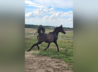 Arabian horses, Mare, 1 year, Grey