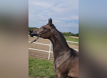 Arabian horses, Mare, 1 year, Grey