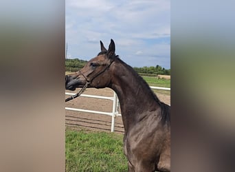 Arabian horses, Mare, 1 year, Grey