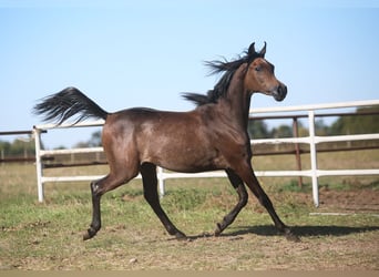 Arabian horses, Mare, 1 year, Grey