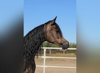 Arabian horses, Mare, 1 year, Grey