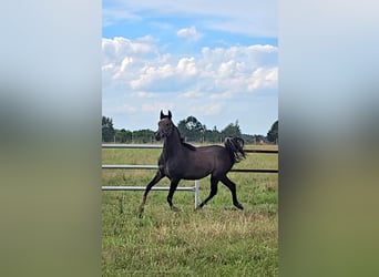 Arabian horses, Mare, 1 year, Grey
