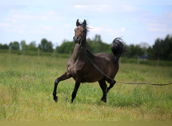 Arabian horses, Mare, 1 year, Grey