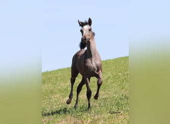 Arabian horses, Mare, 1 year, Grey
